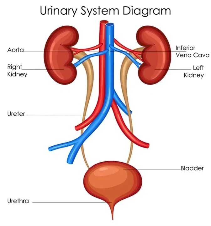 Anatomical diagram of the human renal system showing kidneys, ureters, and bladder in vibrant colors.