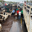 Lagos bans roadside ram sales ahead of Eid-el-Kabir