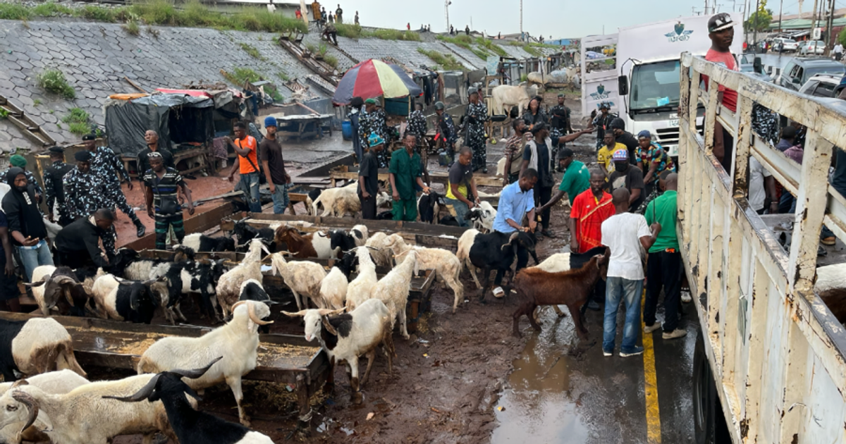 Lagos Bans Roadside Ram Sales Ahead of Eid-el-Kabir Celebration