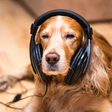 Do Dogs Like Music? What Science Says and How to Try It Safely