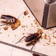 10 ways to prevent cockroaches from your home