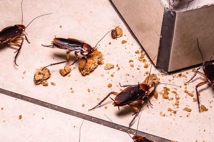 10 ways to prevent cockroaches from your home