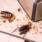10 ways to prevent cockroaches from your home