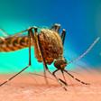 Malaria outbreak hits German airport as 2 workers dies, five others infected by suspected imported mosquito