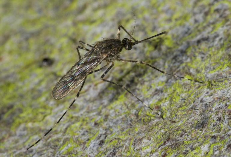 Culiseta annulata mosquito species found in Iceland in 2025