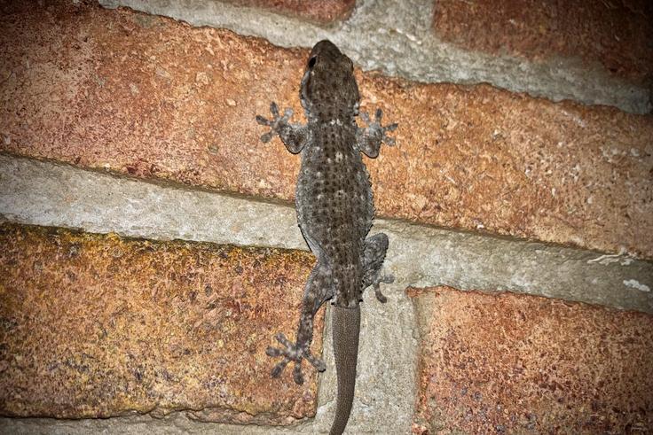Let's Settle This: Debunking 5 Common Wall Gecko Myths in Nigeria