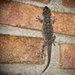 Let's Settle This: Debunking 5 Common Wall Gecko Myths in Nigeria