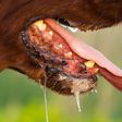 Panic in Benue as rabies virus hits communities