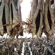 Why Nigerians eat stockfish but don’t produce it