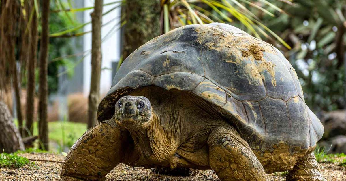 5 Pets With the Longest Life Spans You Can Keep | Pulse Nigeria