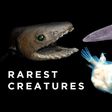 5 rare sea creatures you didn’t know existed