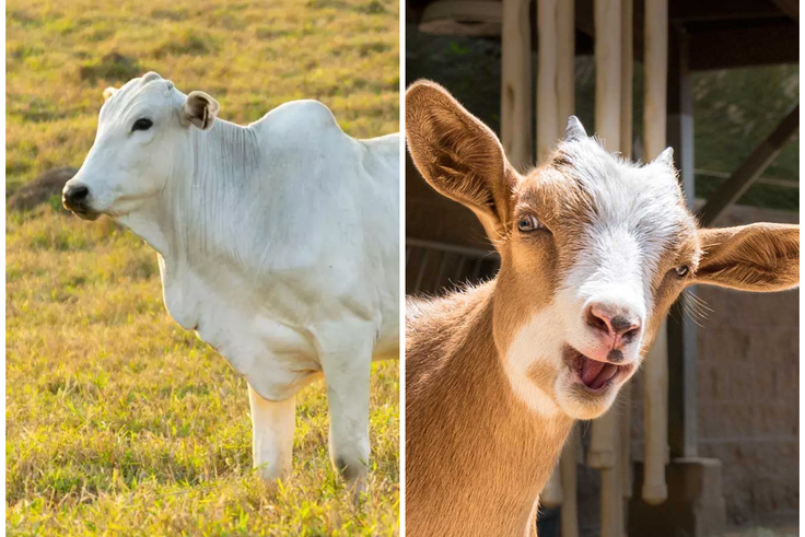 Goat milk or Cow milk: Which should you be drinking?