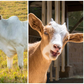 Goat milk or Cow milk: Which should you be drinking?