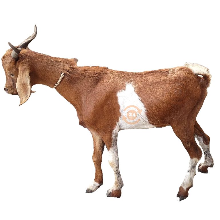 animals that are halal for sallah