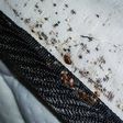 Avoid These Places: 10 countries battling bed bug outbreaks