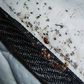 Avoid These Places: 10 countries battling bed bug outbreaks