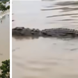 Rivers State residents now share flooded homes with crocodiles, snakes after unusual flooding