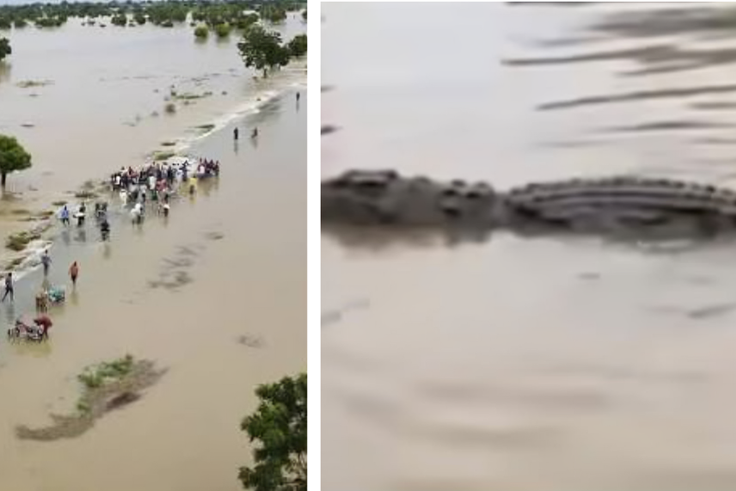 Rivers State residents now share flooded homes with crocodiles, snakes after unusual flooding