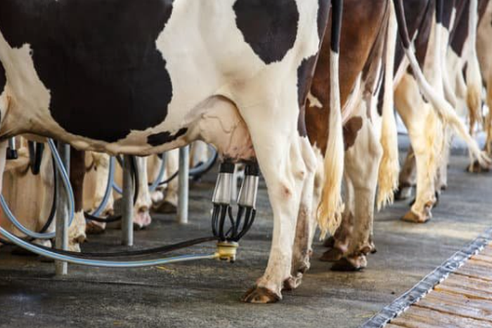 Indonesia to help Nigeria increase milk and meat production in the next 5 years