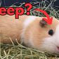 7 creatures that can sleep with their eyes open