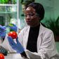 GMOs in Nigeria? Here's what you should know