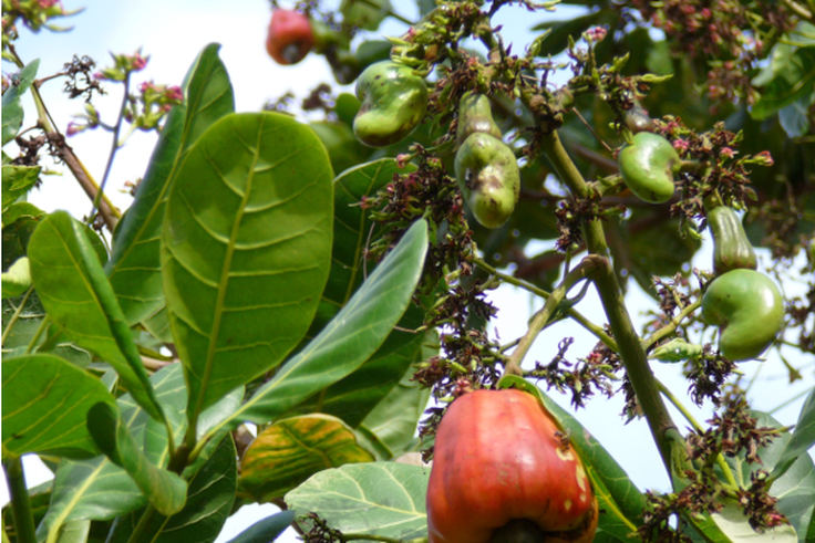 Sénégal : le secteur de l’anacarde en chute…
