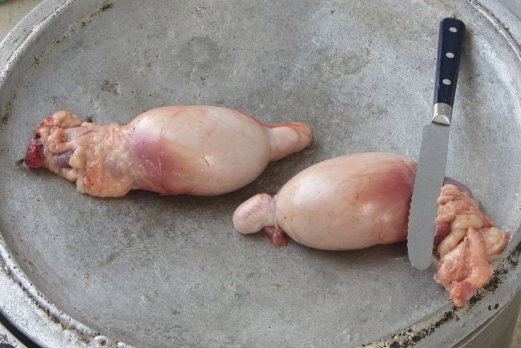 Tabaski : les bienfaits des testicules d'agneau