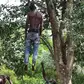 Linguère : un homme de 84 ans retrouvé mort pendu à un arbre