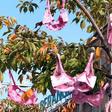 Octobre Rose : ne jetez surtout pas vos vieux soutiens-gorge, voici à quoi ils peuvent servir