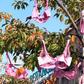 Octobre Rose : ne jetez surtout pas vos vieux soutiens-gorge, voici à quoi ils peuvent servir