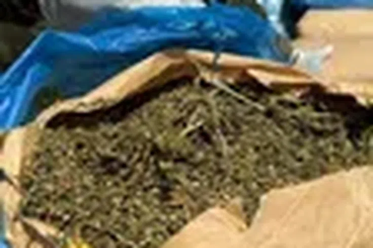 Diofior : une pirogue chargée de 207 kg de chanvre indien saisie lors d’une opération nocturne