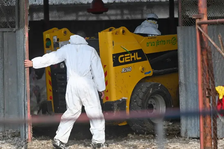 Grippe aviaire : un premier cas humain détecté en Europe, importé du Sénégal