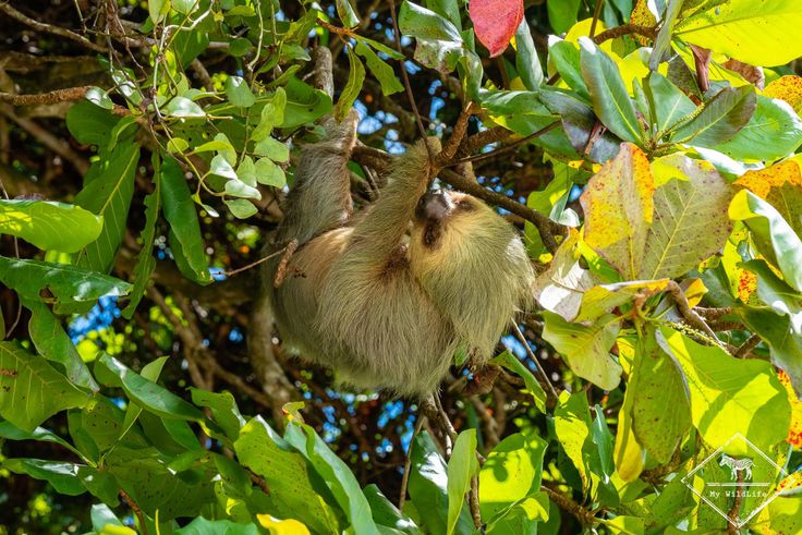 Ces deux pays sont les plus “paresseux" au monde