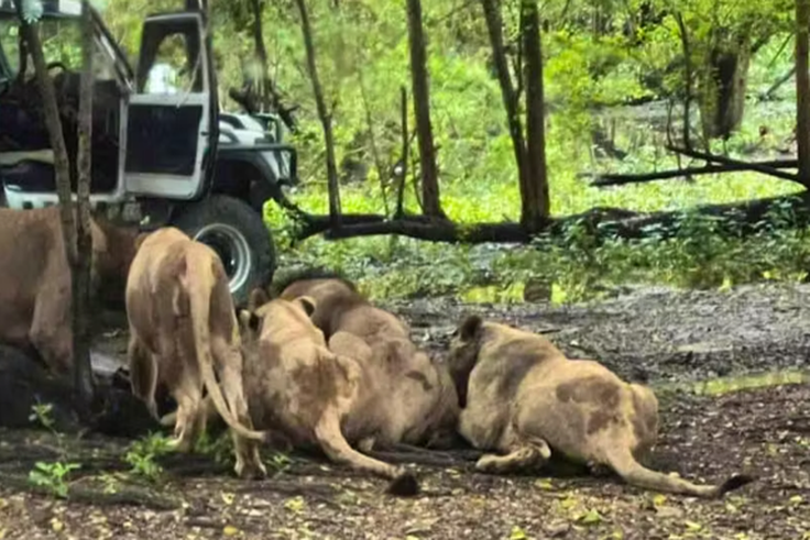 Un gardien de zoo dévoré par des lions