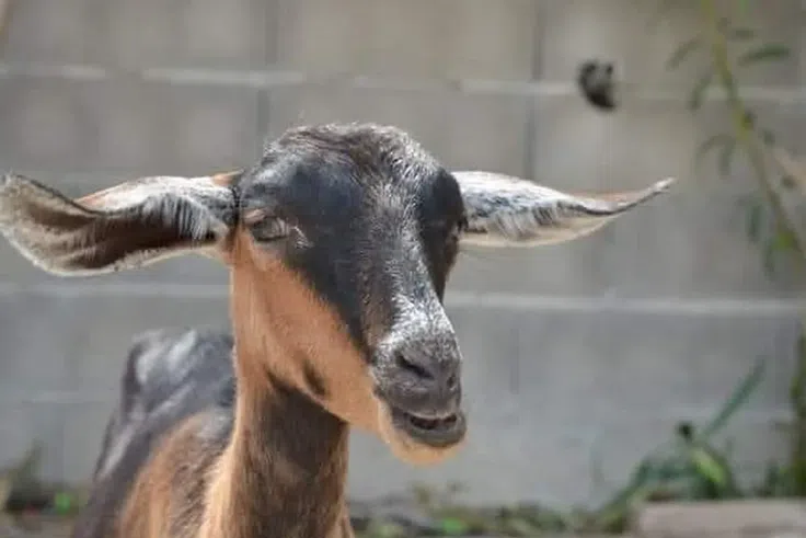 Un homme violait des chèvres la nuit