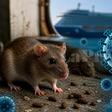 Hantavirus : une menace sanitaire réelle mais rare, loin du scénario d’une nouvelle pandémie