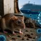 Hantavirus : une menace sanitaire réelle mais rare, loin du scénario d’une nouvelle pandémie