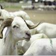 Tabaski 2026 : plus de 490 000 moutons recensés sur le territoire national