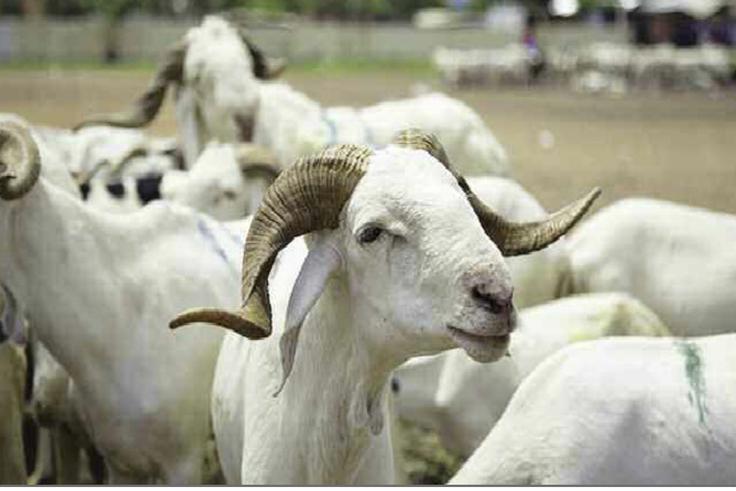 Tabaski 2026 : plus de 490 000 moutons recensés sur le territoire national