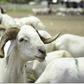 Tabaski 2026 : plus de 490 000 moutons recensés sur le territoire national
