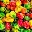 Piment : allié santé ou ennemi discret ?