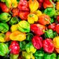 Piment : allié santé ou ennemi discret ?