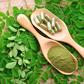 Moringa : quels sont ses véritables bienfaits pour la santé ?