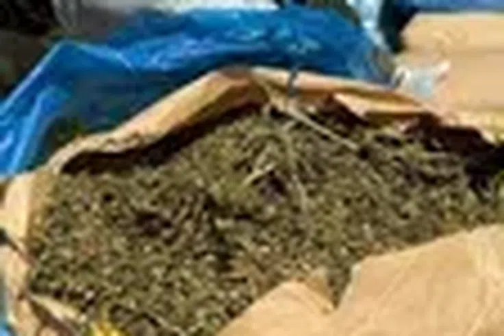 Fatick : 15 kg de chanvre indien saisis par la Brigade régionale des stupéfiants