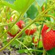 Santé cardiaque : tous les fruits et légumes ne se valent pas
