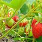 Santé cardiaque : tous les fruits et légumes ne se valent pas