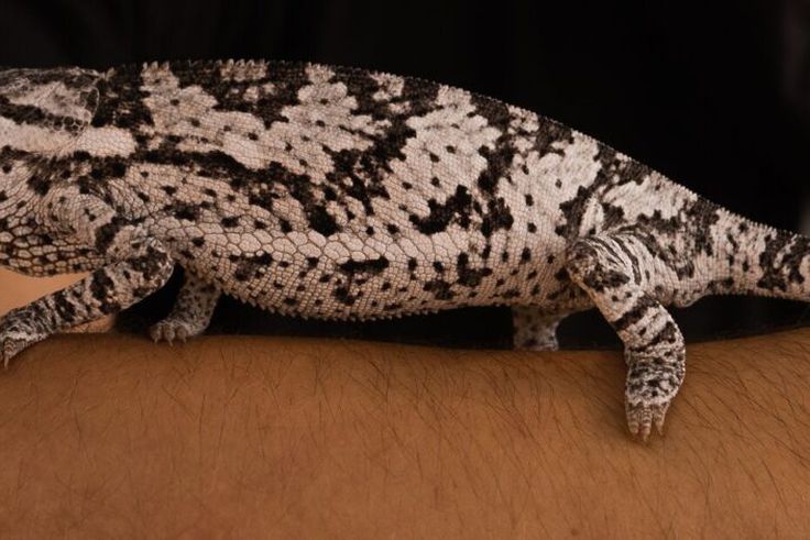 2 hommes avec un caméléon vivant tentaient d’ensorceler ce Président africain