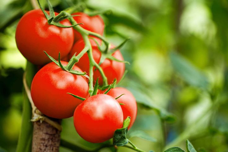 Ce pigment de la tomate pourrait prévenir le cancer !