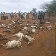 Podor : 90 moutons et chèvres emportés par les eaux