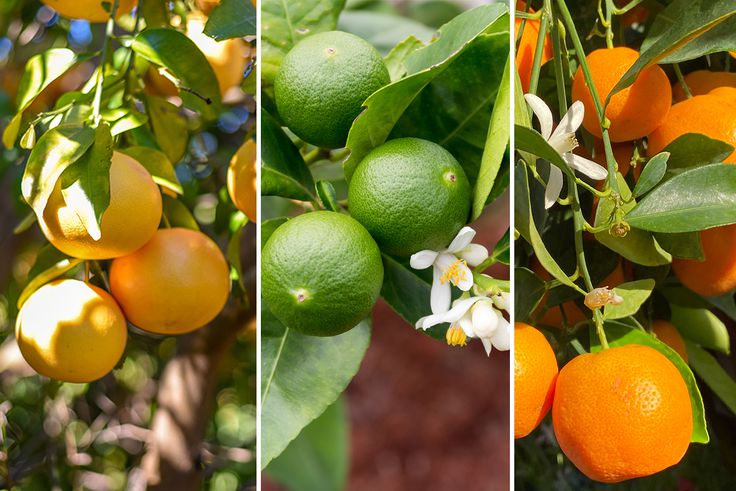 Consommer ce fruit chaque jour limiterait le risque de dépression